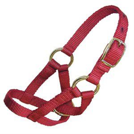 Picture of Large Goat Halter