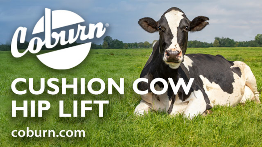 Cushion Cow Hip Lift to the Rescue