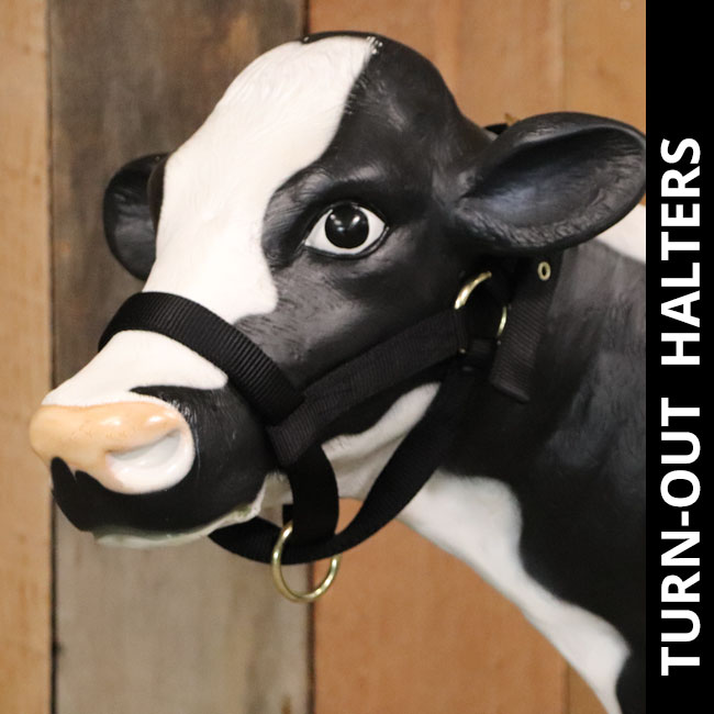 Calf with turn-out halter